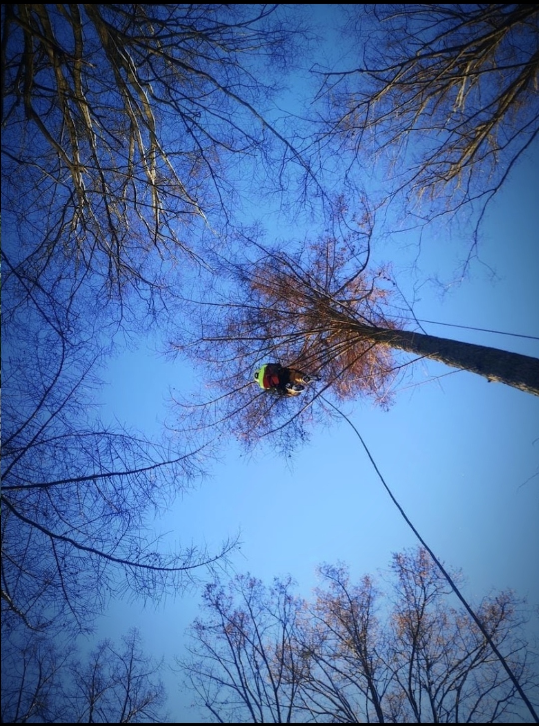 Arborysta w kasku i uprzęży wspina się po wysokim drzewie wśród nagich, zimowych koron, zabezpieczony liną na tle czystego, błękitnego nieba.