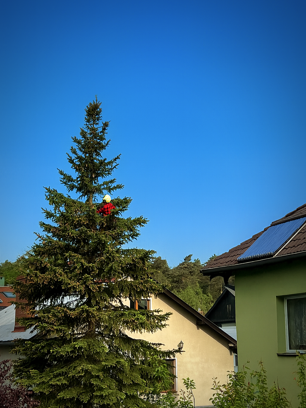 Arborysta w czerwonej koszuli i kasku wspina się na wysoki świerk rosnący między domami. W tle widać dachy budynków i bezchmurne, błękitne niebo.