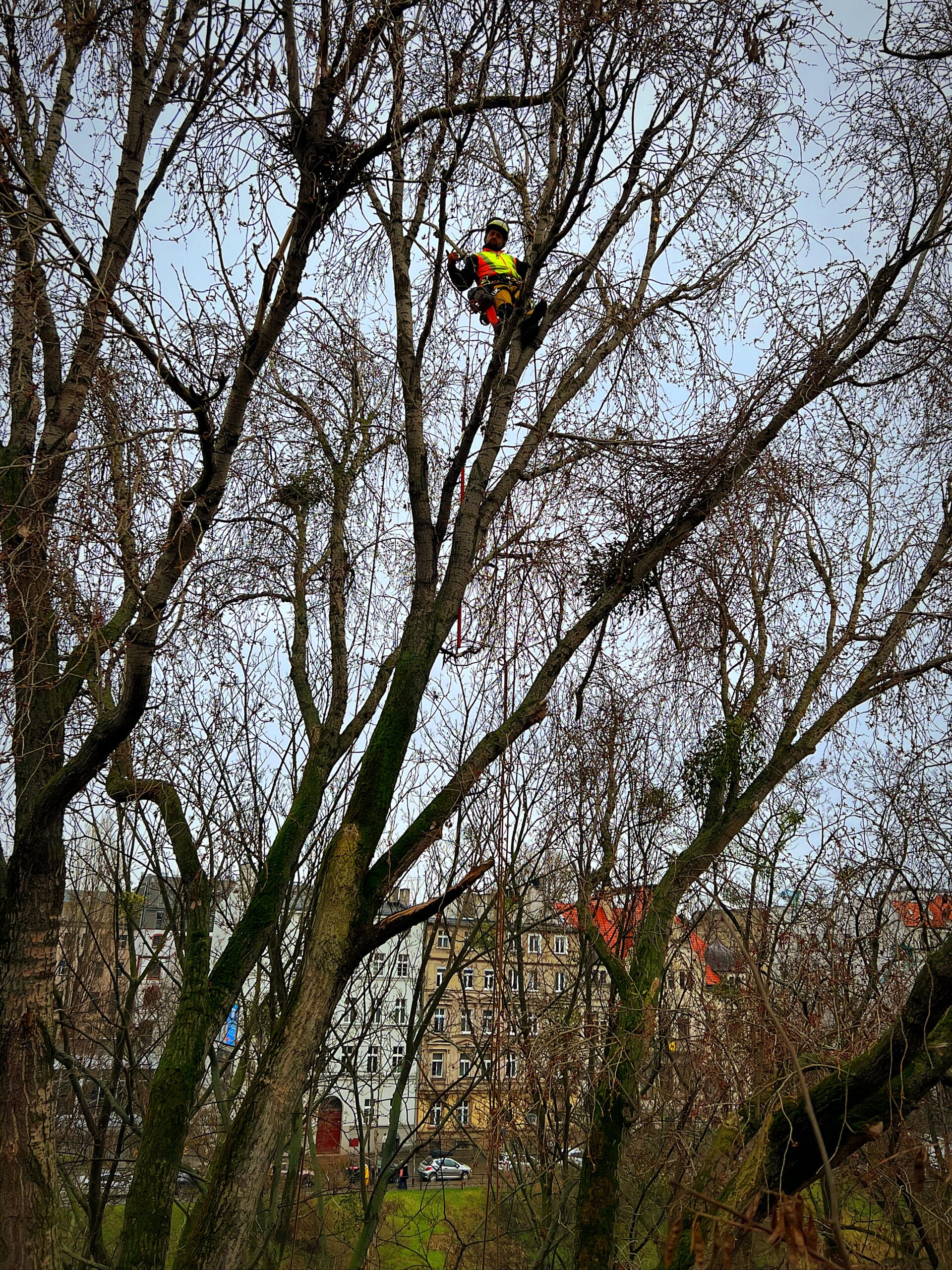 Arborysta w kasku i odblaskowej kamizelce wykonuje prace pielęgnacyjne na wysokości wśród gałęzi drzew bez liści. W tle widać kamienice i ulicę w miejskim krajobrazie.