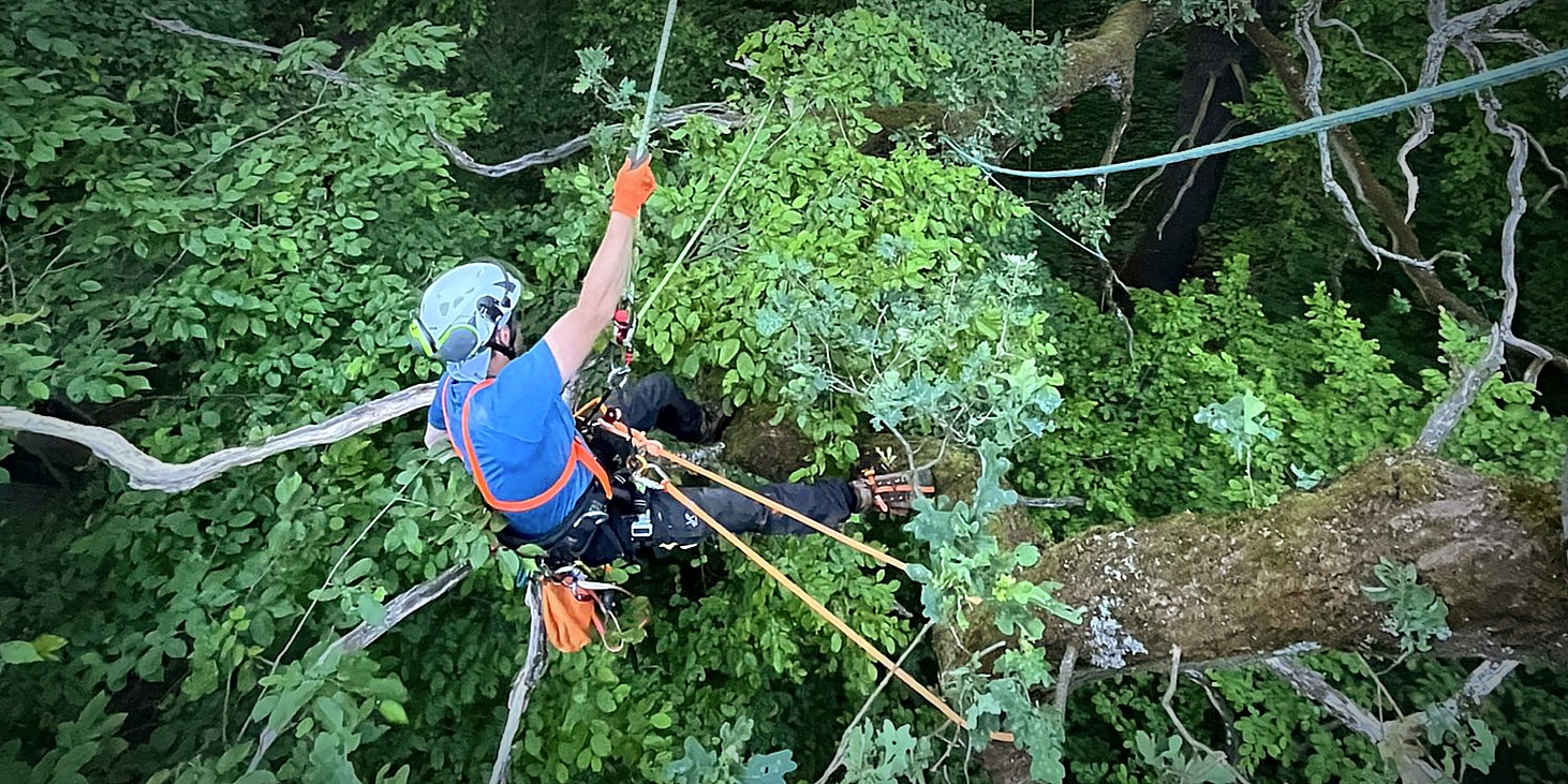 Arborysta w niebieskiej koszulce i kasku zabezpieczony linami wykonuje prace pielęgnacyjne w gęstej koronie dużego drzewa. Wokół niego widać bujne zielone liście i grube konary.