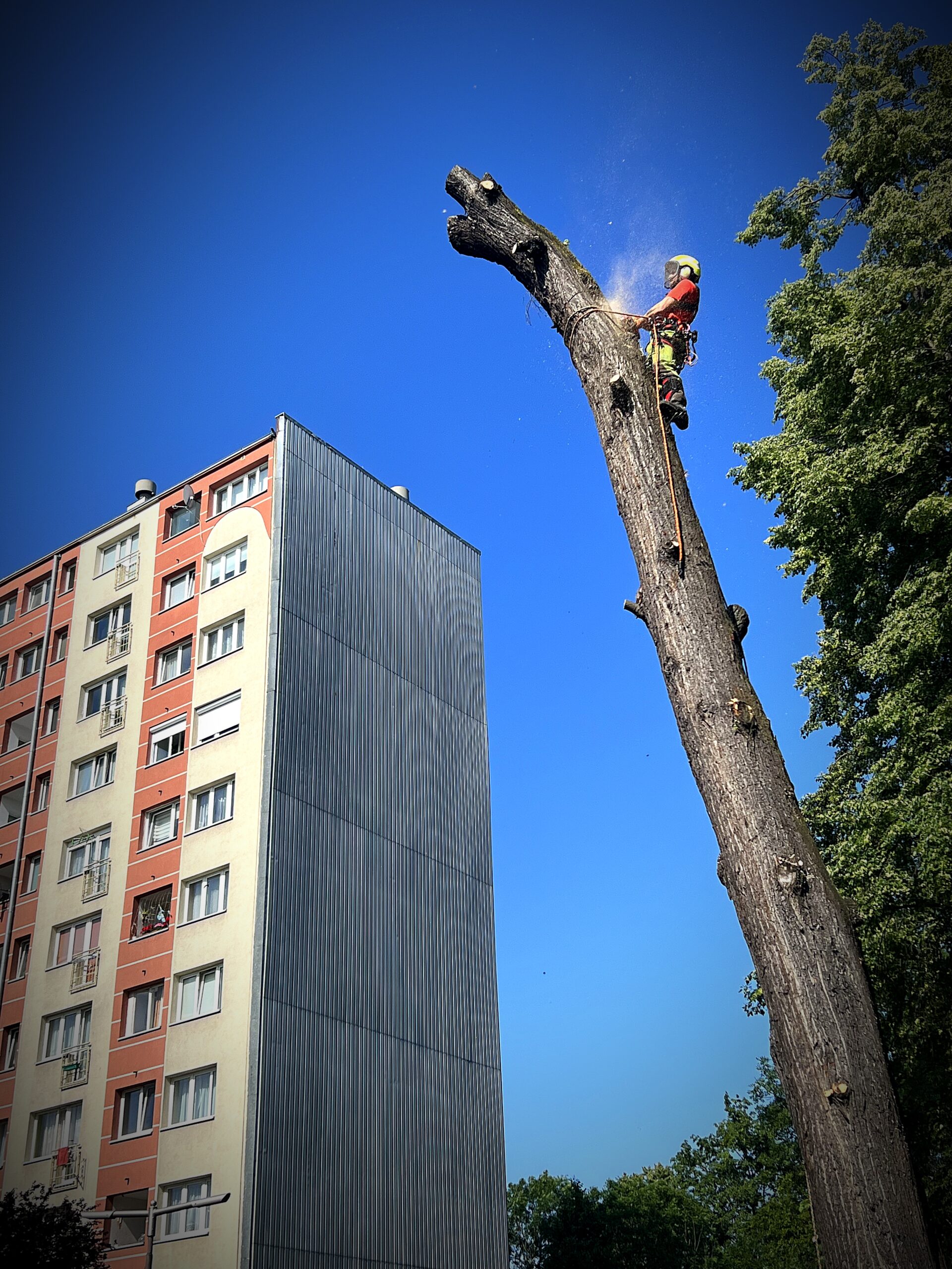 Arborysta w kasku i uprzęży tnie piłą łańcuchową wysoki pień drzewa stojący obok bloku mieszkalnego, na tle czystego, błękitnego nieba.