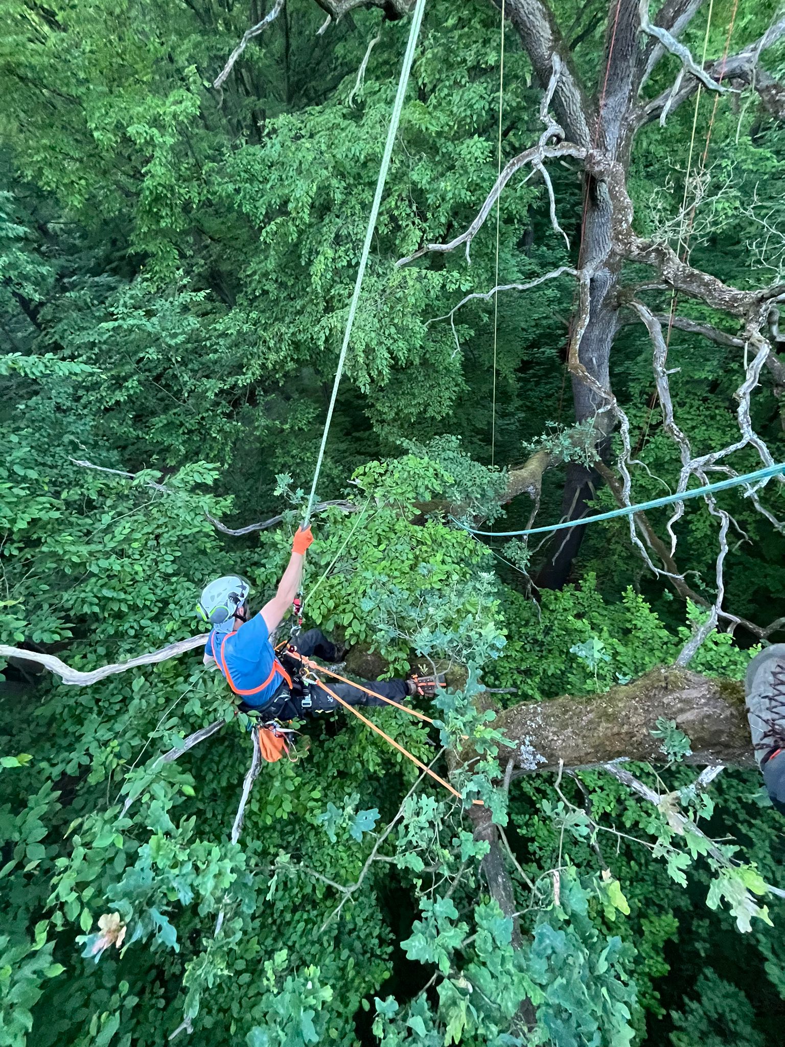 Arborysta w niebieskiej koszulce i kasku zabezpieczony linami wykonuje prace pielęgnacyjne w gęstej koronie dużego drzewa. Wokół niego widać bujne zielone liście i grube konary.