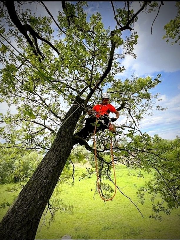 Arborysta w czerwonej koszulce i kasku zabezpieczony linami pracuje na rozłożystym drzewie nad zieloną łąką, w słoneczny dzień z lekkim zachmurzeniem.
