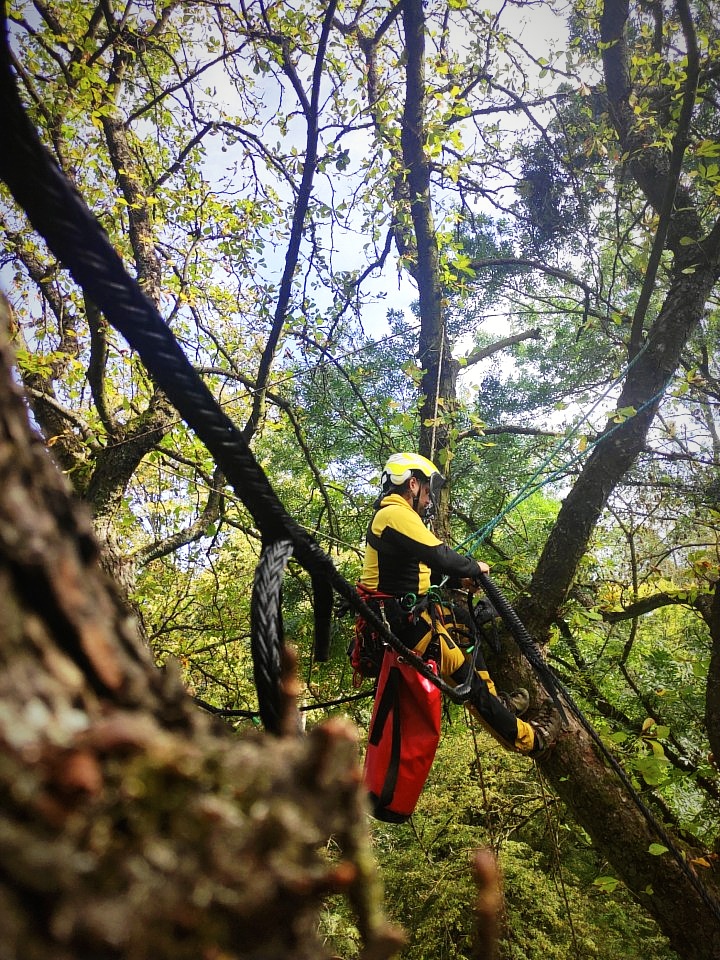 Arborysta w żółtym kasku i uprzęży zabezpieczającej pracuje wśród gałęzi drzewa, wykorzystując liny i sprzęt wspinaczkowy. Wokół gęste, zielone liście oświetlone naturalnym światłem.