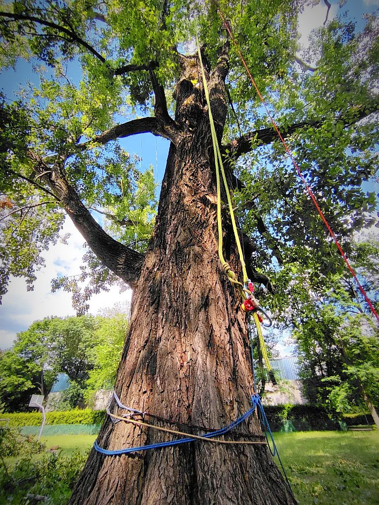Pień dużego drzewa z widocznymi linami i uprzężami arborystycznymi przymocowanymi do jego gałęzi. Kolorowe liny tworzą system asekuracyjny, a w tle widać słoneczny ogród z bujną zielenią.